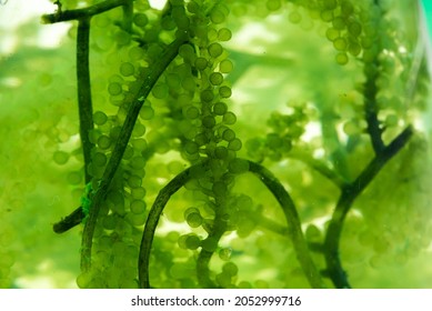 Green Algae Nature Background, Water Sea Plant Research In Environment Science Laboratory, Aquatic Leaf Macro Texture Of Seaweed, Organic Life In Biotechnology Underwater Ocean With Light, Biofuel Use