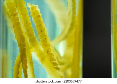 Green Algae Nature Background, Water Sea Plant Research In Environment Science Laboratory, Aquatic Leaf Macro Texture Of Seaweed, Organic Life In Biotechnology Underwater Ocean With Light, Biofuel Use