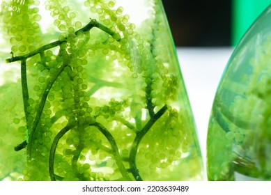 Green Algae Nature Background, Water Sea Plant Research In Environment Science Laboratory, Aquatic Leaf Macro Texture Of Seaweed, Organic Life In Biotechnology Underwater Ocean With Light, Biofuel Use