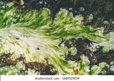 Green Algae On The Sandy Shore