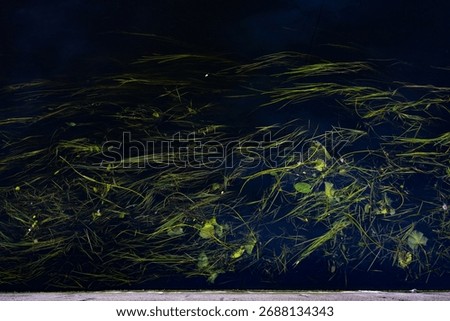 Green algae on the surface of the dark water of the canal