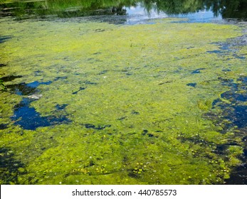 Green algae on a surface of the lake - Shutterstock ID 440785573
