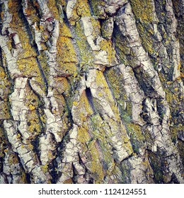 Green algae on tree bark