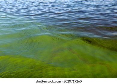 Green Algae On Water Surface Due To Pollution Of Phosphates.