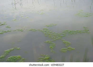 137 Globe algae Images, Stock Photos & Vectors | Shutterstock