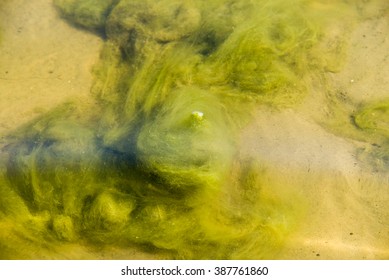 green algae patterns on the water