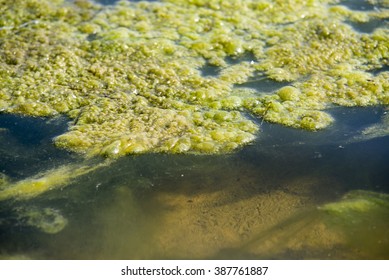 Green Algae Patterns On The Water