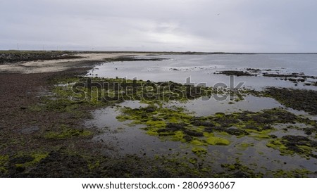 Green algae patterns spread across the tidal flats of Gardur on Iceland's Reykjanes Peninsula, a calm bay stretching toward the horizon under a soft spring sky.