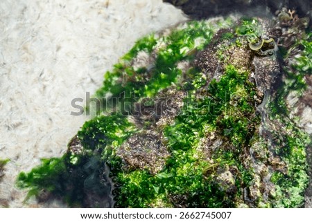 Green algae and plankton on the surface of a rock underwater in a lake