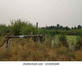 Green Algae Plants Covering Stagnant Water In A Lake And Wood Barricade