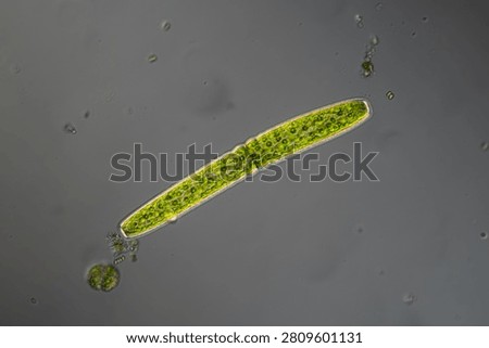 Green algae in smal pond under the microscope 100x