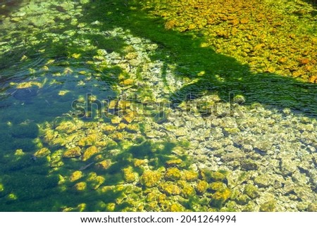 Green algae in the stream bed of a river as a result of environment pollution by industrial radioactive and toxic waste. Algal bloom and poisonous weeds covering stones in the water, chemical accident