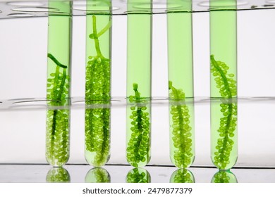Green algae in test tubes for experimental production of alternative fuels, oil extracted from natural raw materials for biofuels, environmental and laboratory concepts.