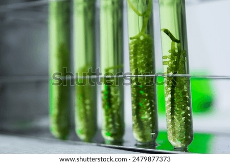 Green algae in test tubes for experimental production of alternative fuels, oil extracted from natural raw materials for biofuels, environmental and laboratory concepts.