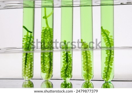 Green algae in test tubes for experimental production of alternative fuels, oil extracted from natural raw materials for biofuels, environmental and laboratory concepts.