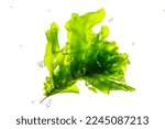green algae ulva lactuca with bubbles on white.