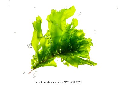 green algae ulva lactuca with bubbles on white.