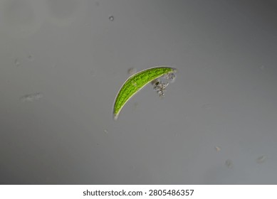 Green algae under the microscope 100x
