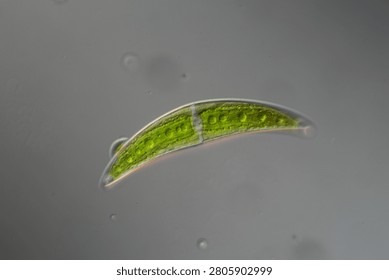 Green algae under the microscope 100x