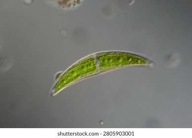 Green algae under the microscope 100x