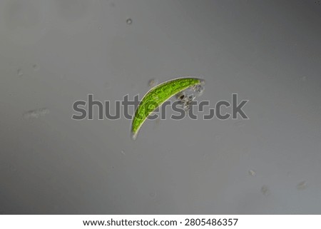 Green algae under the microscope 100x
