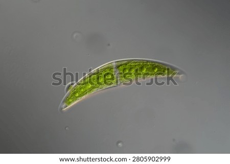 Green algae under the microscope 100x