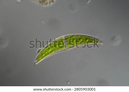 Green algae under the microscope 100x