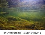 green algae underwater in the river landscape riverscape, ecology nature