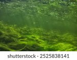 green algae underwater in the river landscape riverscape, ecology nature