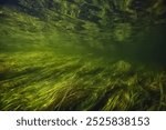 green algae underwater in the river landscape riverscape, ecology nature