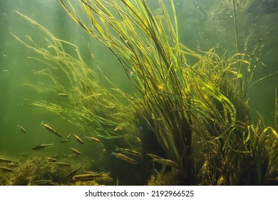 green algae underwater in the river landscape riverscape, ecology nature - Shutterstock ID 2192966525