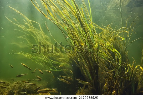 green algae underwater in the river landscape\
riverscape, ecology\
nature