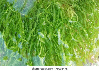 The Green Algae In The Water