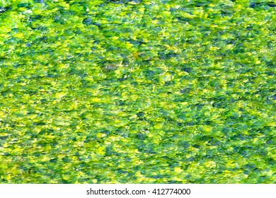 Green algae in water, background