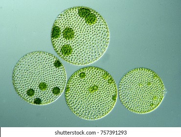 Green Algae In The Water Drop