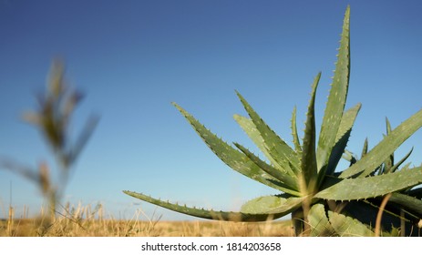 
Green Aloe Plant In The Field.