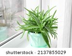Green aloe vera houseplant on window sill