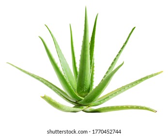 green aloe vera isolated on white background, stacking focus added , very sharp and detail