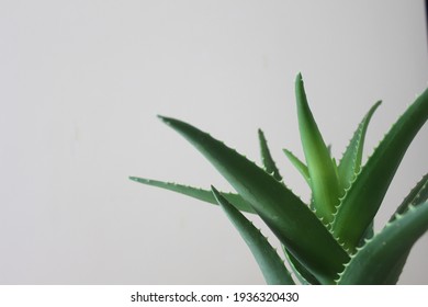 Aloe Vera Plant High Res Stock Images Shutterstock