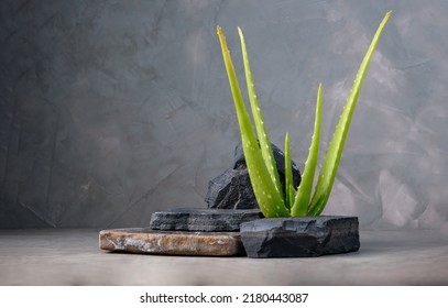 green Aloe Vera plant herb with dark stone podium stage for show product on concrete wall background with copy space, display product stand - Powered by Shutterstock