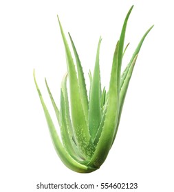 green aloe vera plant isolated on white background