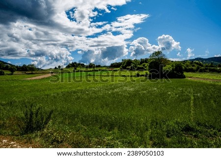 green alpine pastures summer day among the flowering pastures among the woods and mountains in Rotzo on the Asiago plateau Vicenza Veneto Italy