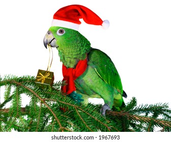 parrot santa hat