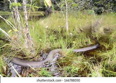 Green Anaconda (Eunectes Murinus)