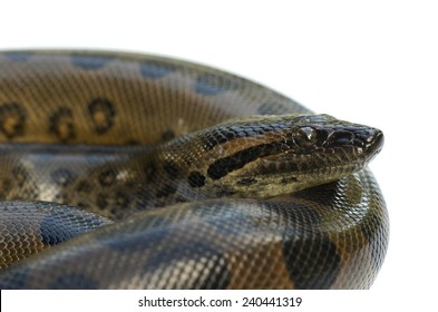 Green Anaconda (Eunectes Murinus)