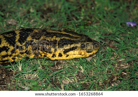 Green anaconda, eunectes murinus, Close up of Head, Pantanal in Brazil  