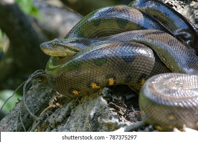 Green Anaconda (Eunectes murinus) in Cuyabeno Wildlife Reserve (Amazonia, Ecuador)