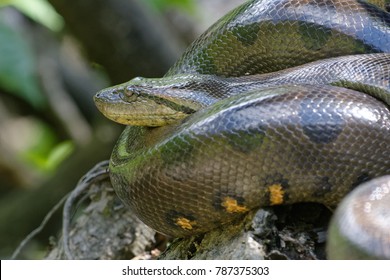 Green Anaconda (Eunectes murinus) in Cuyabeno Wildlife Reserve (Amazonia, Ecuador)