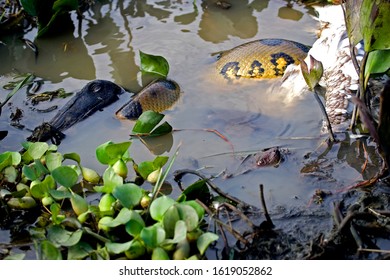 Green Anaconda, Eunectes Murinus Eating Wood Stock,  Mycteria Americana, Los Lianos In Venezuela 