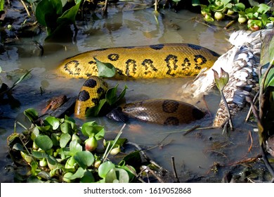 Green Anaconda, Eunectes Murinus Eating Wood Stock,  Mycteria Americana, Los Lianos In Venezuela 